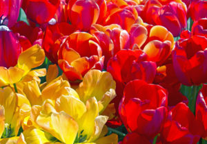 チューリップバブル