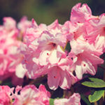 アーネスト・ヘンリー・ウィルソン