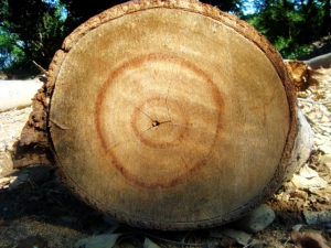 ジョゼフ・バンクス